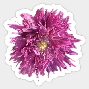 Pink Poppy Sticker